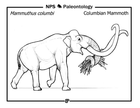 Columbian Mammoth (Mammuthus Columbi) Coloring Page